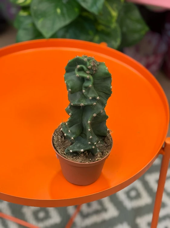 Cereus jamacaru ‘Spiralis’  kaktus spiralny  cereus spiralis (2).jpg