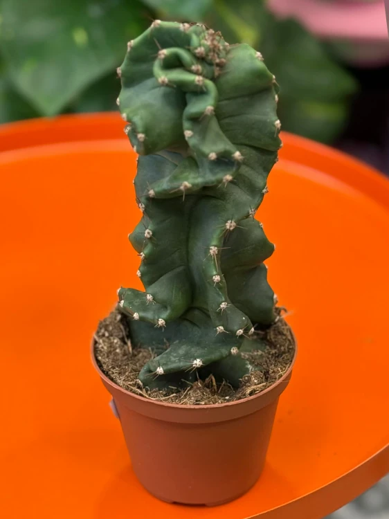 Cereus jamacaru ‘Spiralis’  kaktus spiralny  cereus spiralis (3).jpg