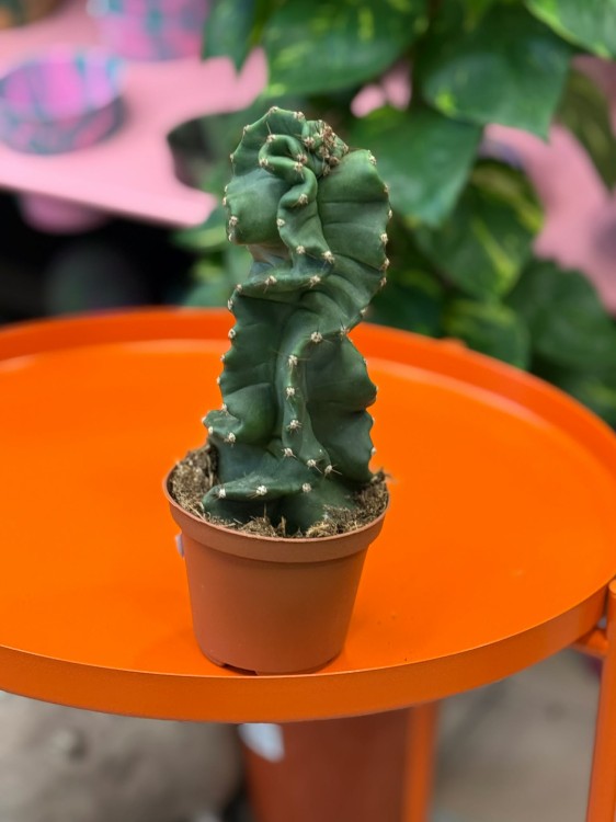Cereus jamacaru ‘Spiralis’  kaktus spiralny  cereus spiralis (6).jpg