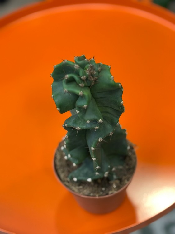 Cereus jamacaru ‘Spiralis’  kaktus spiralny  cereus spiralis (1).jpg