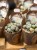 żywe kamienie  Lithops DØ6,5cm biały kwiat (2).jpg