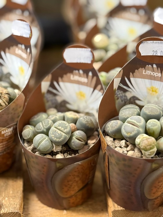 żywe kamienie  Lithops DØ6,5cm biały kwiat (1).jpg