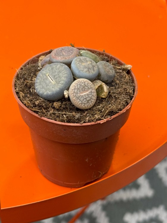 żywe kamienie  Lithops D (2).jpg