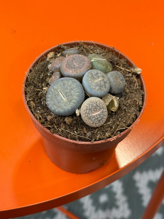 żywe kamienie  Lithops D (3).jpg