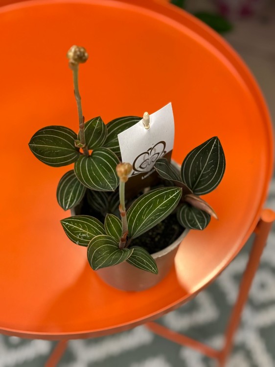 Ludisia discolor  (2).jpg