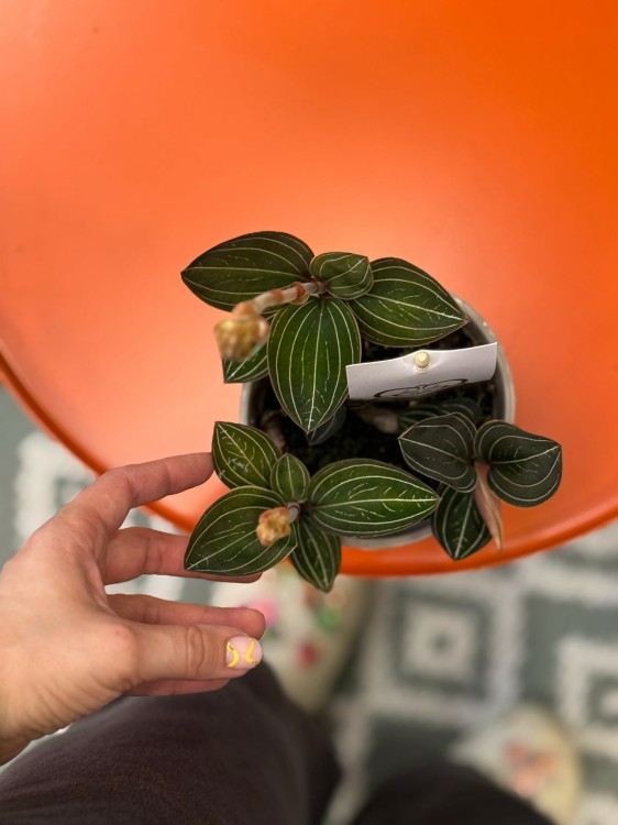 Ludisia discolor  (4).jpg