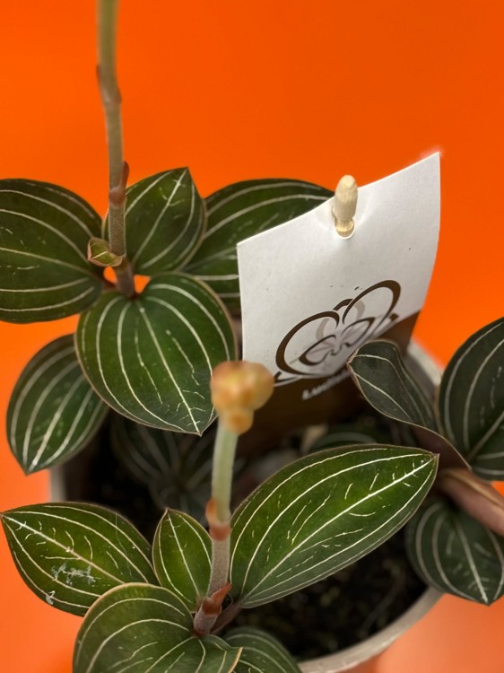 Ludisia discolor  (5).jpg