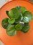 Peperomia obtusifolia  peperomia zielona  (2).jpg