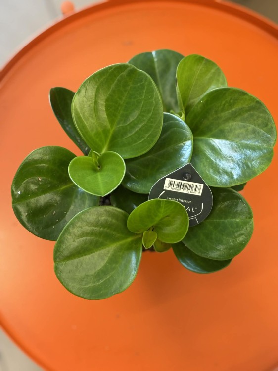 Peperomia obtusifolia  peperomia zielona  (2).jpg