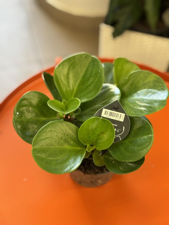 Peperomia obtusifolia  peperomia zielona  (3).jpg