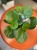Peperomia obtusifolia  peperomia zielona  (1).jpg