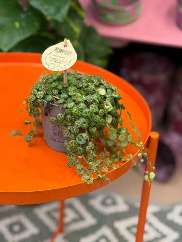 Peperomia prostrata ŻÓŁWIK DØ 12cm  (2).jpg
