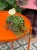 Peperomia prostrata ŻÓŁWIK DØ 12cm  (2).jpg