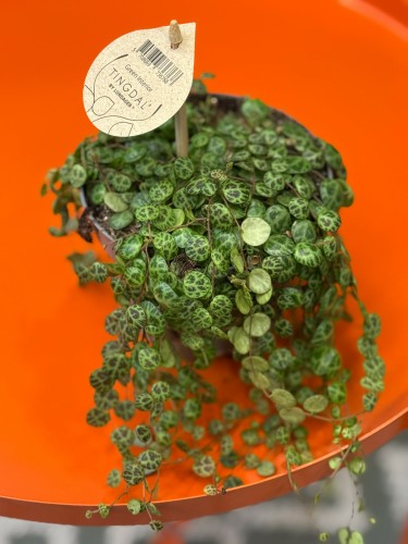 Peperomia prostrata ŻÓŁWIK DØ 12cm  (3).jpg