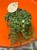 Peperomia prostrata ŻÓŁWIK DØ 12cm  (3).jpg