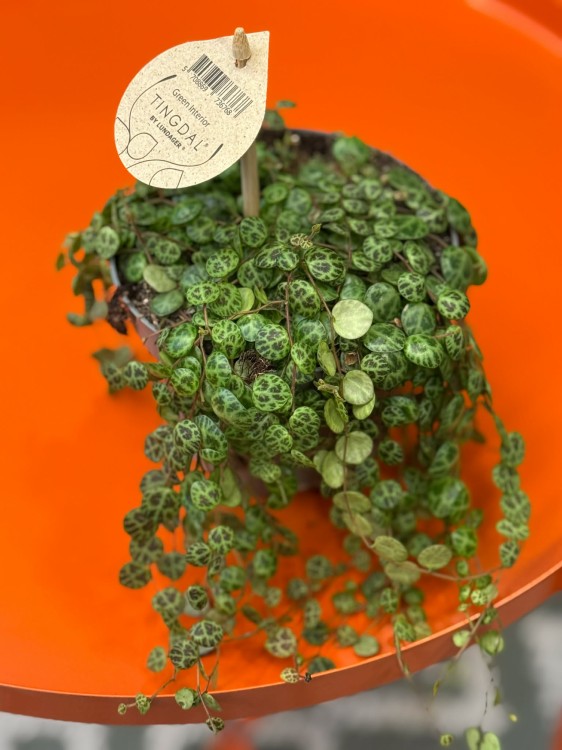 Peperomia prostrata ŻÓŁWIK DØ 12cm  (3).jpg