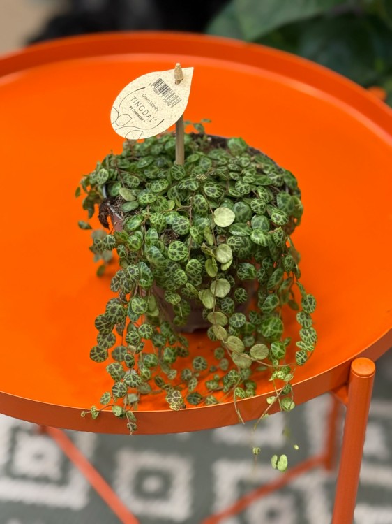 Peperomia prostrata ŻÓŁWIK DØ 12cm  (4).jpg