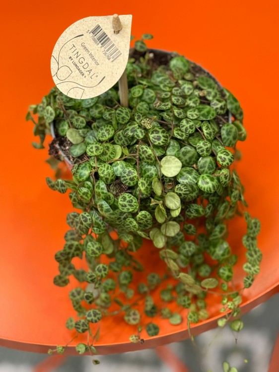 Peperomia prostrata ŻÓŁWIK DØ 12cm  (5).jpg
