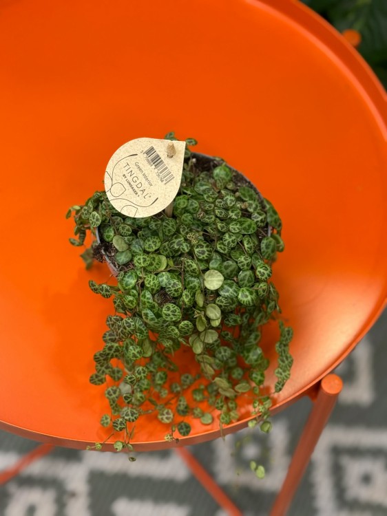Peperomia prostrata ŻÓŁWIK DØ 12cm  (1).jpg