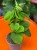 Philodendron fibraecataphyllum roślina kolekcjonerska (2).jpg