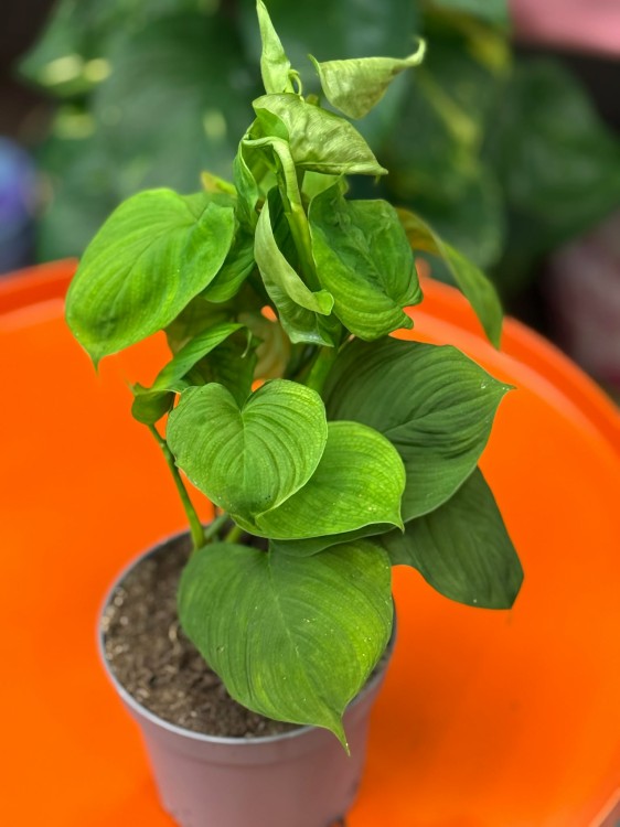 Philodendron fibraecataphyllum roślina kolekcjonerska (2).jpg