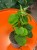Philodendron fibraecataphyllum roślina kolekcjonerska (3).jpg