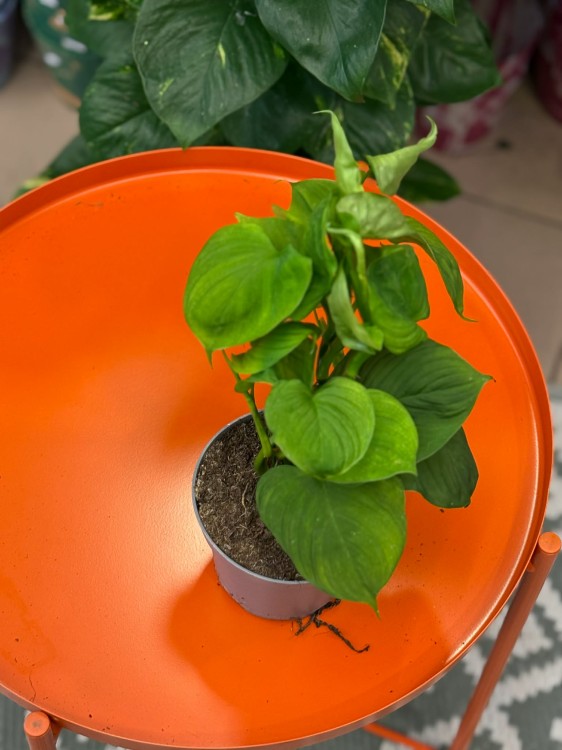 Philodendron fibraecataphyllum roślina kolekcjonerska (1).jpg