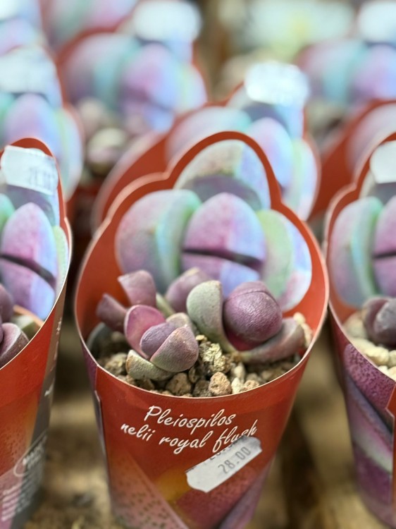 Pleiospilos Royal Flush  żywy kamień  sukulent pustynny DØ6,5c (2).jpg