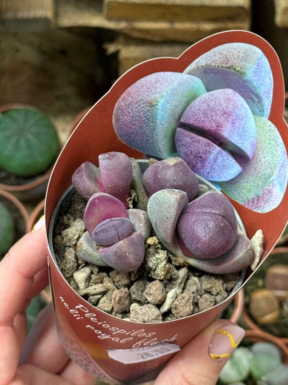 Pleiospilos Royal Flush  żywy kamień  sukulent pustynny DØ6,5c (3).jpg