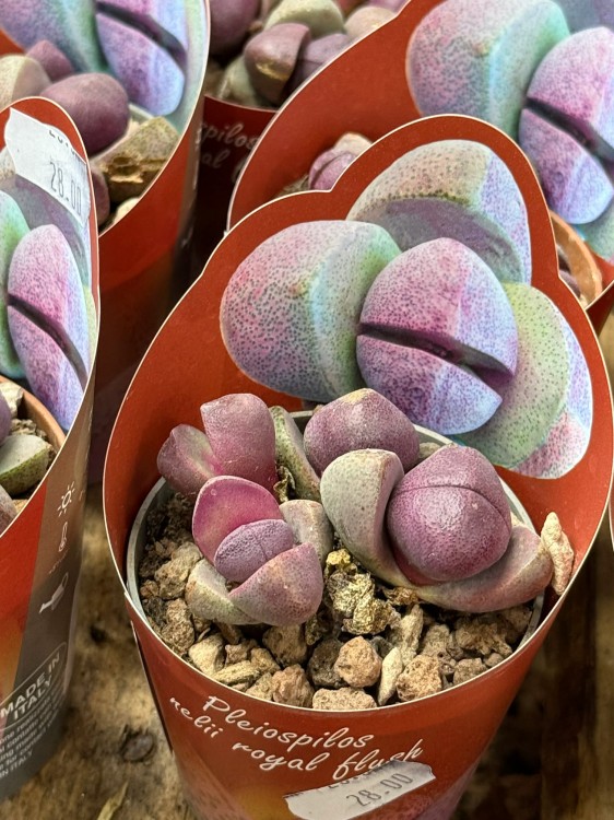 Pleiospilos Royal Flush  żywy kamień  sukulent pustynny DØ6,5c (4).jpg