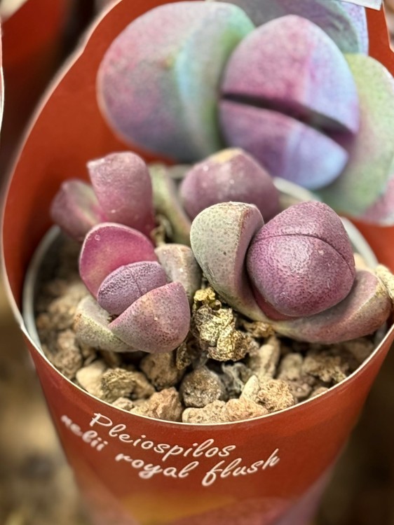 Pleiospilos Royal Flush  żywy kamień  sukulent pustynny DØ6,5c (1).jpg