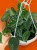 scindapsus pictus argyraeus   scindapsus pstry drobnolistny   (1).jpg