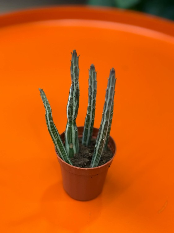 Stapelia stapeliiformis  stapelia  sukulent kolekcjonerski (2).jpg