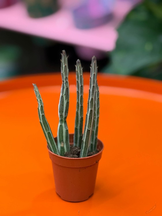 Stapelia stapeliiformis  stapelia  sukulent kolekcjonerski (3).jpg