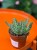 Orbea variegata  stapelia variegata  (2).jpg