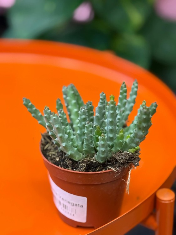 Orbea variegata  stapelia variegata  (2).jpg
