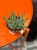 Orbea variegata  stapelia variegata  (3).jpg