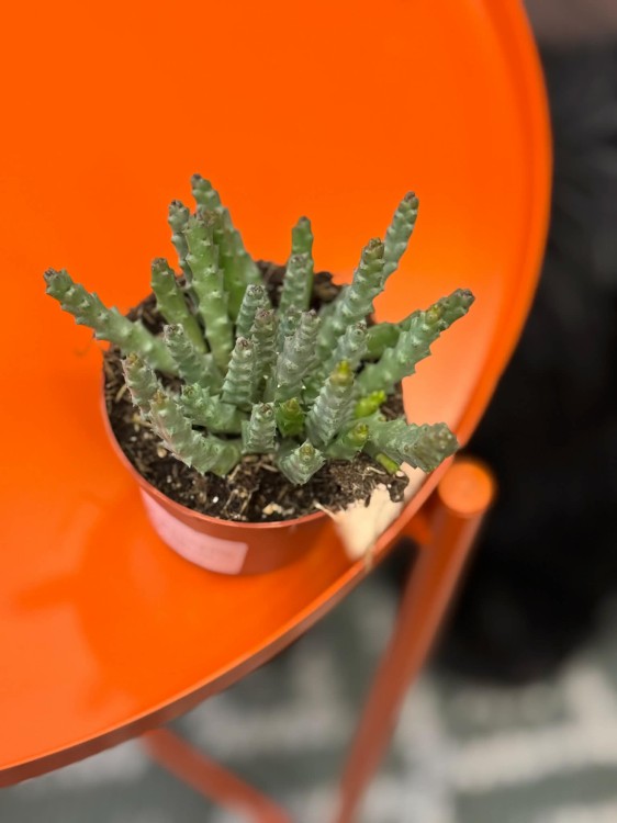 Orbea variegata  stapelia variegata  (3).jpg
