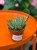 Orbea variegata  stapelia variegata  (4).jpg