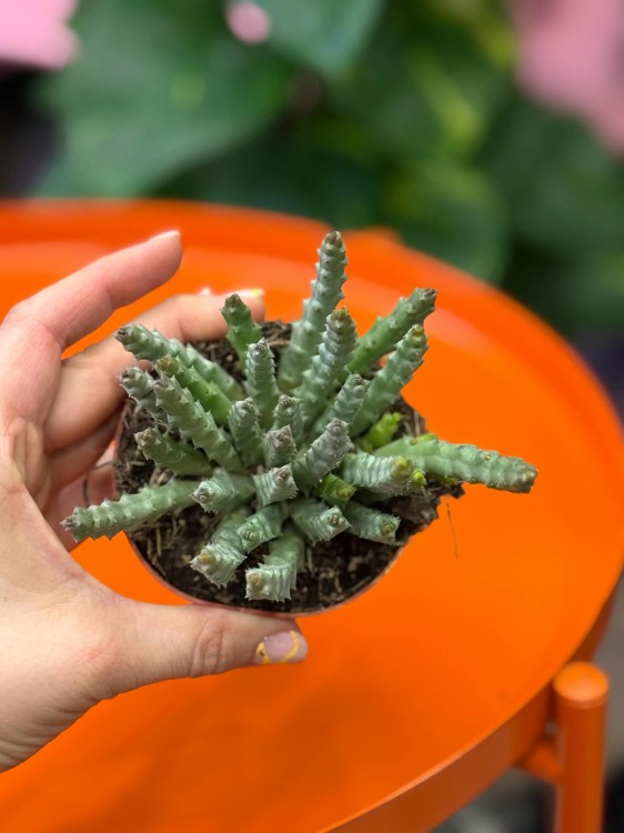 Orbea variegata  stapelia variegata  (1).jpg
