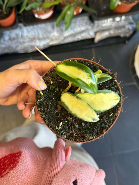 Hoya Verticillata (inner variegated)  DØ12cm hoja.jpg