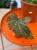 Begonia Aiai  begonia kolekcjonerska  begonia ozdobna z liści  (2).jpg