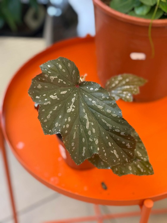 Begonia Aiai  begonia kolekcjonerska  begonia ozdobna z liści  (2).jpg