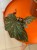 Begonia Aiai  begonia kolekcjonerska  begonia ozdobna z liści  (3).jpg