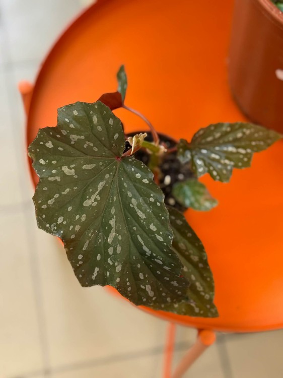 Begonia Aiai  begonia kolekcjonerska  begonia ozdobna z liści  (3).jpg