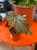 Begonia Aiai  begonia kolekcjonerska  begonia ozdobna z liści  (1).jpg