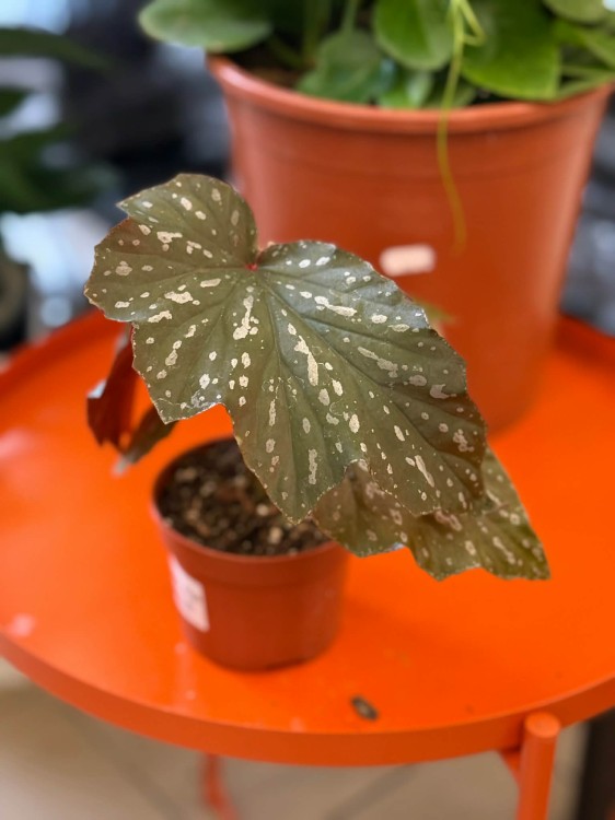 Begonia Aiai  begonia kolekcjonerska  begonia ozdobna z liści  (1).jpg