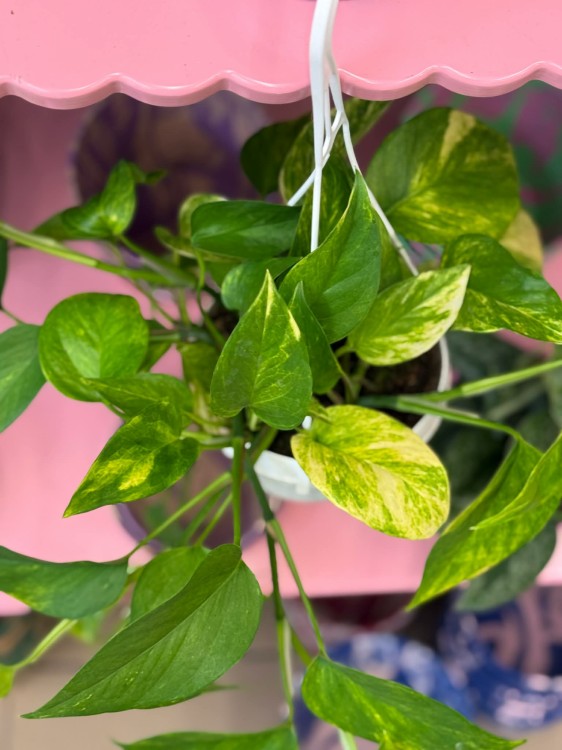epipremnum pinnatum 'Aureum ' epipremnum złote DØ 15cm (2).jpg