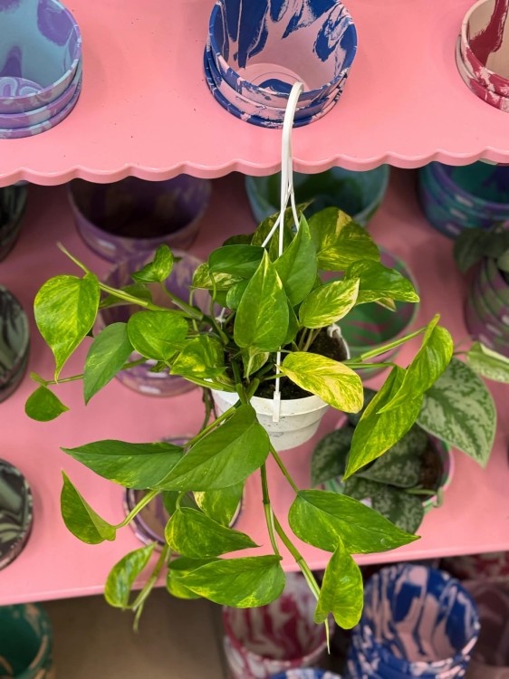 epipremnum pinnatum 'Aureum ' epipremnum złote DØ 15cm (3).jpg