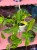 epipremnum pinnatum 'Aureum ' epipremnum złote DØ 15cm (1).jpg
